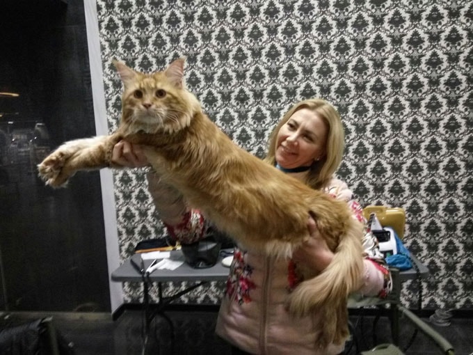 Демонстрация кота Антона, то есть Вани