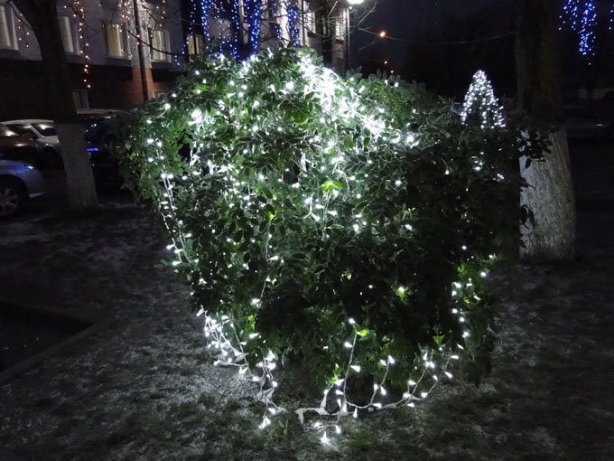 Вечнозеленый куст у проходной Беллакт